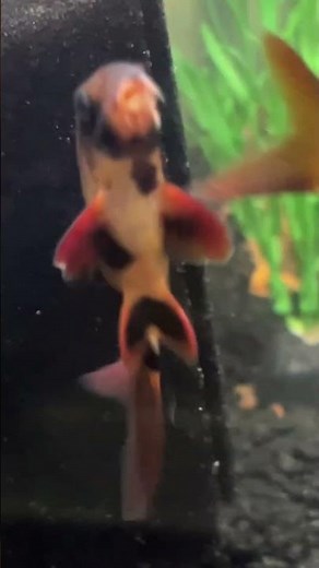 Clown Loach Aquarium fish #loach #loaches #fishvideo #fishtank #tropicalfish #clownloach #ikan #fish