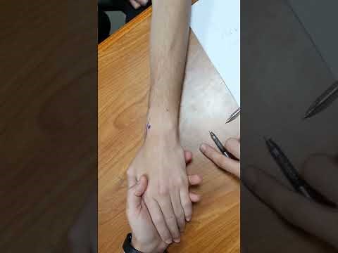 extensor compartments of wrist palpation