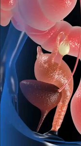 Anatomy of Uterus (3D Animation)