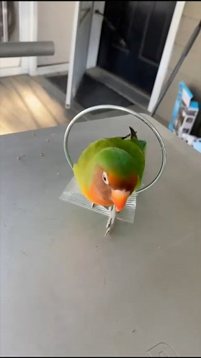 All the tricks my lovebird knows #lovebirds #lovebirdlovers #rescue #rescuebird #petbirds #birdtricks | BirdTricks