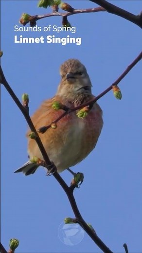Birds Singing - Linnet's Spring Song #wildlife