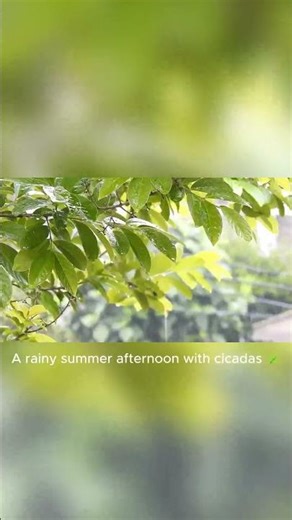 Rainy Summer Afternoon 🌿 Cicadas & Rain Sounds