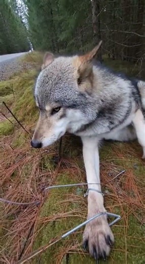 Gray wolf caught in old snare wire this morning finally slips away #wildliferescue