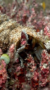 Graeffe's Sea Cucumber (Pearsonothuria graeffei) Infiniti Liveaboard | Ocean Reality Channel