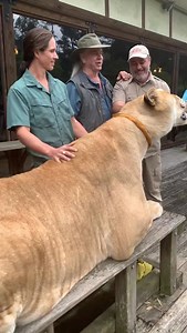 Jay Brewer | 900 Pound 12 Foot Tall Liger😱 This is Oden and he is massive😳 Ligers are able to grow so large because of a gene phenomenon called hybrid... | Instagram
