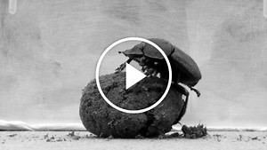 Dancing Dung Beetle