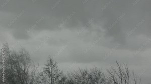 ark tree tops moved by wind and grey sky with heavy rain and moving rainy clouds on autumn time - real time. Topics: weather, meteorology, season, natural environment, nature