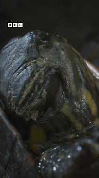 Painted turtles awake from deep freeze