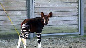 49K views · 1.1K reactions | SO CUTE! Walt Disney World Resort announced the birth of an okapi calf at Disney’s Animal Kingdom Lodge in honor of World Okapi Day today. https://www.wfla.com/1533975633 | WFLA News Channel 8 | Facebook