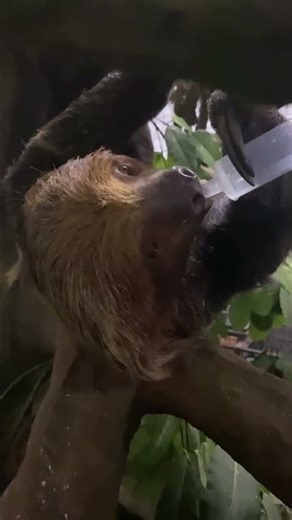 Slothin’ around… #animal #animals #sloth