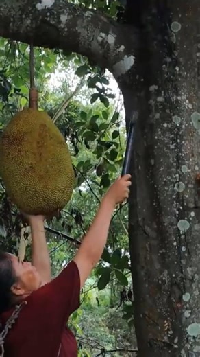 501K views · 2.7K reactions | Two Sister picking jack fruit on jackfruit tree | Living And Cooking | Facebook