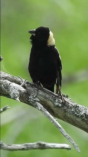 Bobolink Call💛🖤 #birds #nature #shorts