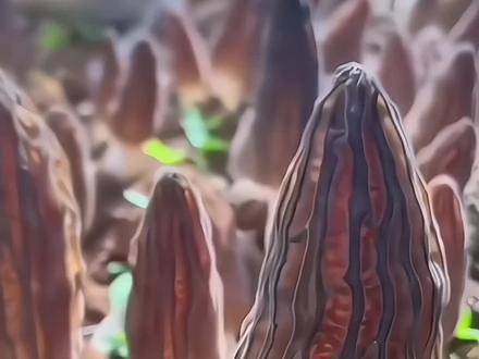 沉浸式采羊肚菌，越割越满足，满满的收获感，要不要一起呢？#羊肚菌#新鲜采摘#羊肚菌的家常做法 #采蘑菇真的是很有乐趣 #这种蘑菇你吃过吗