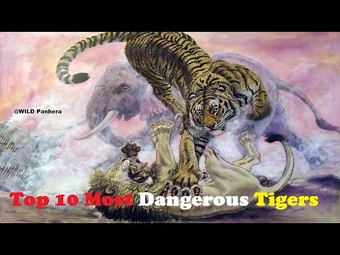 Top 10 Most Dangerous Tigers in History - Top 10 Strongest Tigers