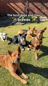 Our 10 farm dogs and their breeds 🐶 Who is your favourite? 👀👇 #dogbreeds #australiancattledog #kelpie #collie #bordercollie #jackrussellterrier | Winnie the Cattle Dog