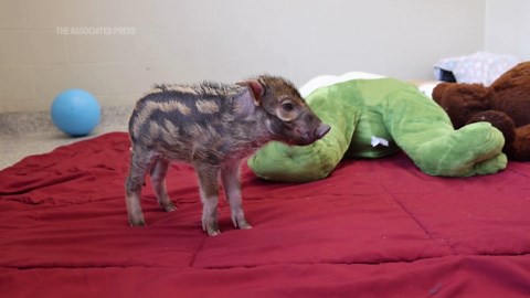 Red river hog piglet born at Nashville Zoo