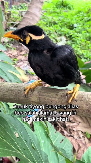 Aneuk tiyong bayeun alias beo liar salah Salah alamat di tinggal induknya. Lagak that barang 🔥😍😍 reski anak soleh.. #aceh #fyp #lalanabirdfarm_ #beo #beobicara