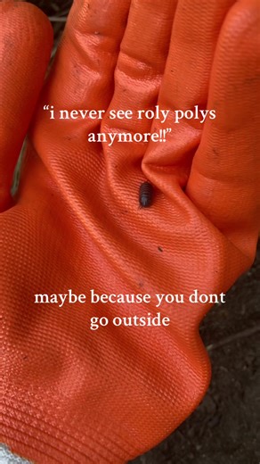 Discovering Wood Bugs and Roly Polys in My Garden