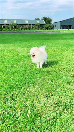 Pomeranian Puppy Barking Sounds Outdoors