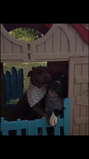 9.6K views · 1K reactions | Cuddle buddies!  There is simply no love...