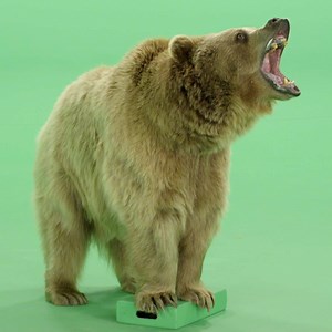 GreenScreen Animals is the world’s leading solution for high quality stock footage of animals over green screen. | GreenScreen Animals