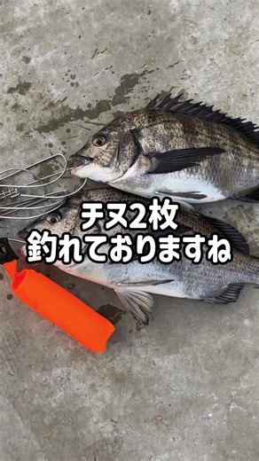 Good-sized black sea bream caught using float fishing and bottom fishing! High-quality mackerel a...