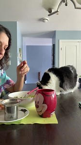 336K views · 10K reactions | Lunchtime shark attack 麗 | The Oreo Cat | Facebook