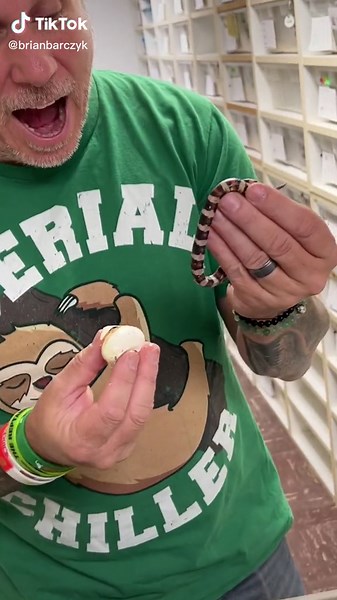 Welcome little guy! #snake #babyanimals