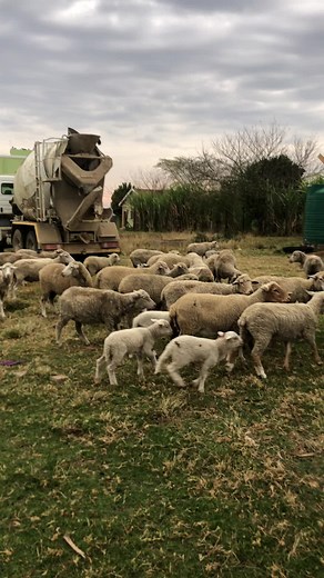 Exploring Farm Life in Ezile Mqokiyana with Azania Mxokozeli