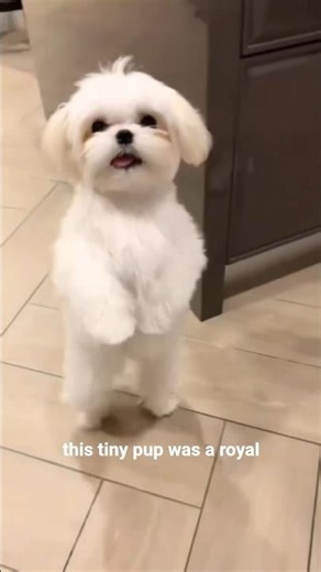 2 Things You Never Knew About the Maltese #dogs #pets #puppy #malteseofinstagram #maltesedogs #dog