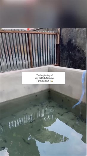 Starting My Catfish Farming Journey in Nigeria