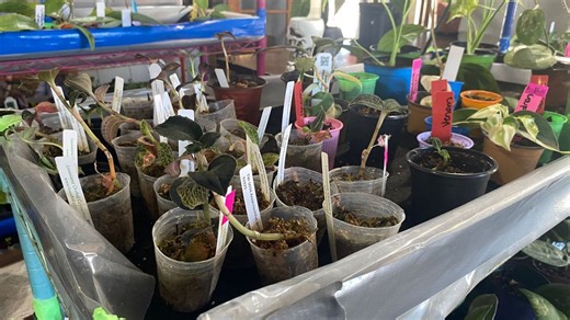 Historic Cedar Rapids mansion on Third Avenue SE becomes home to new plant shop