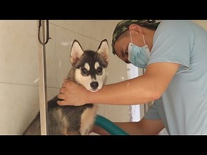 鲜明对比！狗幼年期是否洗过澡的区别也太大了\\Stark contrast ! The difference between if dog was bathed in puppy time is big