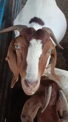 Boer Female Goats — The Pride of Our Farm.BoerGoat #GoatFarming #BoerFemales #FarmLife