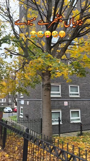 1M views · 11K reactions | ‎بیویاں میٹھرے میوے﫢藍 #viral #videoviral #fyp #england #fblifestyle #reels #funny #viral #love #pakistan #trending #memes #amazing #lifestyle #shorts #art #comedy #october #challenge #game #like #follow #facebook #youtube #instagram #tiktok #video | Waqas Ahmad | Facebook