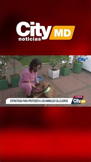 What changes for street animals with this new initiative? | CityTv | ArribaBogotá