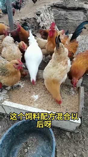 Traditional Native Chicken Farming – Easy Tips for Poultry Farmers 🐔#ChickenFarming #NativeChicken