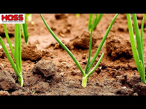 What Happens If You Plant Onions Too Early?