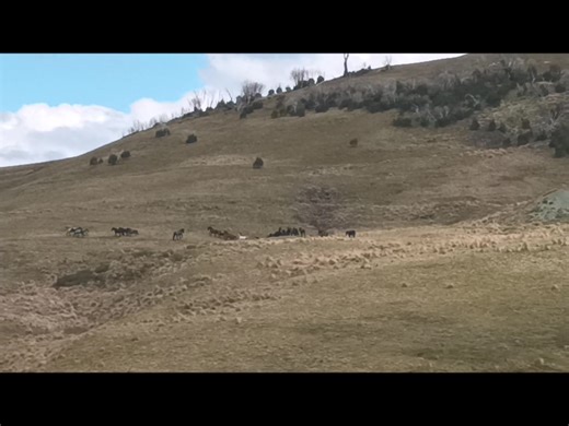 A simple demo in 2023 of how brumbies can be passively mustered or moved in management. The mobs later split up back into their smaller family herds... Most of these herds are gone now :( #BrumbiesOfAustralia #BrumbyLove #AustralianBrumbies #WildHorses #BrumbyPride #HorseHeritage #HighCountryHorses #SaveTheBrumbies #EquineAustralia #BrumbyFreedom #SnowyBrumbies | Leisa E Caldwell