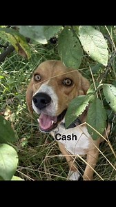 3.3K views · 88 reactions | Where are my hound dog lovers ? They’re a special breed and that’s why we adore them ! Smart, goofy, curious, playful. Fill out an adoption application and come meet these beauties. #adoptdontshop | Animal Rescue, Inc. | Facebook