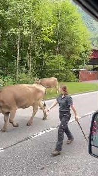 Cows in Switzerland coming back from Alps is a big tradition & celebration #switzerland #swisscows