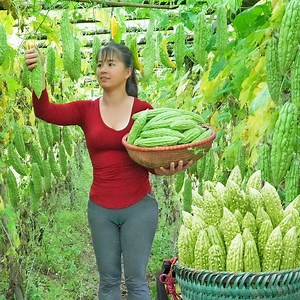 44K views · 892 reactions | Gathering bitter gourds to sell, purchase a net surrounding the chickens, and engage in free bushcraft. | Pak trend | Facebook