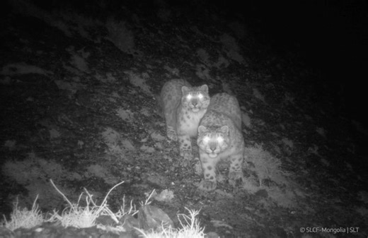 4.2K views · 1.6K reactions | Our last cat update from Tost, Mongolia...