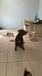 3.2K views · 61 reactions | This older black "Bakersfield Mix" is...