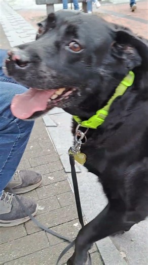 IDK Y I mounted this dog...