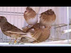 Crescatoria de canari slavujari - proprietar Sorin Florea