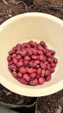 Making Potting Soil with Hotbed Compost and Garden Soil, and Planting Homegrown Cowpea Seeds. The...