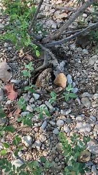 Strongest Insect On The Planet