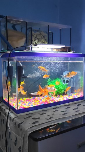 My 5Gallon tank with Sump Filtration! 🐠🐟 #aquariumhobby