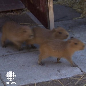 454K views · 6.2K reactions | If you like rodents of unusual size,...